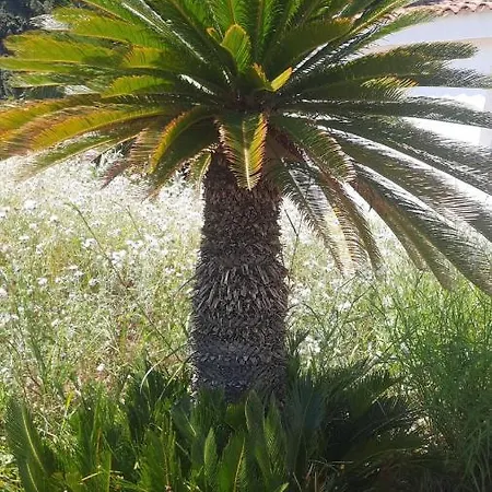 Apartament Carmela *